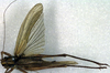female, dorsal view (holotype Locusta diluta). Depicts Roeseliana roeselii (Hagenbach, 1822), an Otu.