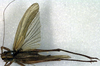Roeseliana roeselii (Hagenbach, 1822): female, dorsal view (holotype Locusta diluta). (Otu).