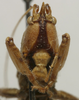 CollectionObject 1534991; 4c15cd85-5922-4c2d-ba6d-a31f2791f655: male, frontal view (syntype). (CollectionObject).