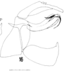 Aedeagus, lateral view on Carthaeomorpha rufipes Melichar, 1902: (Observation).