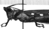 CollectionObject 1540824; 82a824e4-a4a1-4eb3-97ca-c48310b25ce7: Image, Carbonell, C.S. male, head and pronotum, lateral view (neotype). (CollectionObject).