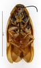 CollectionObject 1587363; MNHN(SF IMPORT DUPLICATE) MNHN-EP-EP983, d5d054bd-4f6e-4416-bc7d-879c0c6d7c0e: CC BY-NC-ND 4.0/MNHN - Depraetere Marion - 2014. Syntype, female, of variegata Shelford, 1907. Specimen number: MNHN-EP-EP983. http://coldb.mnhn.fr/catalognumber/mnhn/ep/ep983. (CollectionObject).