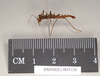 Ommatopseudes harmani (Brock, 1995): copyright Natural History Museum, London. male, lateral view (paratype). (Otu).