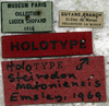 CollectionObject 1539850; 3b3675d5-8d7a-40a4-9df9-d5215a018e11: labels (holotype). (CollectionObject).