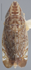 Habitus, dorsal view: !! display not done !! on Dicyphonia ornata (Baker, 1900): Dorsal. Adult. (Observation).
