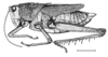 Agriacris plagiata (Walker, 1870): Fig. 18. female habitus. (Otu).