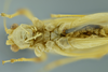 CollectionObject 1532129; NMW No. 4802, c0b54137-8d15-408e-9e0d-fda65fdfb4e3: male head and thorax, ventral view (holotype). (CollectionObject).
