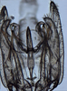 Pygofer, ventral view: !! display not done !! on Speciosiaca speciosa (Young, 1953): (Observation).