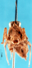CollectionObject 1505361; 8088e0ad-bd23-477f-a0a0-cc09bc18c578: male, frontal view (holotype). (CollectionObject).