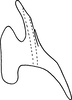 Aedeagus, lateral view on Erythridula obliqua (Say, 1825): Aedeagus (neotype), lateral view. (Observation).