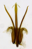 Aedeagus, posterior view on Coarctana rana (DeLong & Wolda, 1982): Male [DZRJ]: aedeagus, posterior view. (Observation).