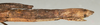 CollectionObject 1561913; NMW 1102', c9dead18-e880-4ef9-b194-999df353954e: copyright NMW, Vienna. female: end of abdomen, lateral view (syntype). (CollectionObject).