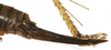 CollectionObject 1539648; 2e85d8d8-a644-4cb5-97bf-2dbbf76a71ee: female ovipositor (syntype). (CollectionObject).;CollectionObject 1539649; 5e308dca-8056-47c1-bdb5-c15e234c7dc5: female ovipositor (syntype). (CollectionObject).