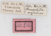 CollectionObject 1560457; 0ef1e3fc-0331-4f73-8d9e-cc8eb137cab9: copyright NMW, Vienna. male, data labels (holotype). (CollectionObject).