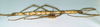 CollectionObject 1558329; b4d63c04-704d-4a17-b9c0-be6357cee758: copyright NHRS, Stockholm. female, lateral view (holotype). (CollectionObject).