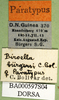 CollectionObject 1502721; e09685f0-3fa9-4887-b9b0-a9af6df91dfd: labels (paratype). (CollectionObject).