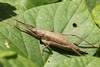 FieldOccurrence 3632; 8803e894-5e26-4202-9c61-9fbfc9c3a99a; Balneario Municipal de Berisso, 2026/02/22: female (February 2026). (FieldOccurrence).
