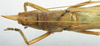 male, dorsal view (holotype). Depicts CollectionObject 1516866; 057dffdd-ce96-429e-8c55-ec5cc2836f1e, a CollectionObject.