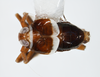 Habitus, dorsal view: !! display not done !! on Pissonotus nitens (Van Duzee, 1909): (Observation).