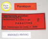 CollectionObject 1563683; 42522c76-f1c1-4487-adb9-b7ade4eb47d4: copyright Natural History Museum, London. female, data labels (paratype). (CollectionObject).