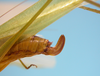 CollectionObject 1542908; DEES MZLQ-I0092'', 3d7f5832-f314-4965-ac8d-c6e1f84ce2c3: female, apex of the abdomen, lateral view (syntype of Ctenophorema balneare). (CollectionObject).