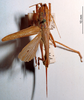 CollectionObject 1503281; MBBJ 3224145, 64733a17-de14-403c-9484-11f63f5d1b4b: female, dorsal view (paratype?). (CollectionObject).