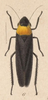 Habitus, dorsal view on Barbinolla costaricensis (Distant, 1879): (Observation).