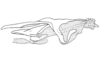 Miacris rubriventris Descamps, 1981: Fig. 71. phallic complex without epiphallus, lateral view. (Otu).