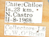 Other on Calbodus pallidulus Blanchard, 1852: (Observation).
