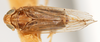Habitus, dorsal view on Delphacodes apicatus Beamer, 1948: (Observation).