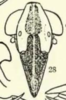 Head on Cyclopoliarus biperforatus (Fennah, 1945): (Observation).