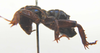 CollectionObject 1505955; 7f1951ba-a8c8-46da-93ce-6288e8f9a71f: male, lateral view (holotype). (CollectionObject).