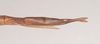 CollectionObject 1558845; NHMUK(SF IMPORT DUPLICATE) 845064, cd03d598-1739-4d2f-83fa-f6208436612e: copyright Natural History Museum, London. female: end of abdomen, dorsal view (holotype). (CollectionObject).