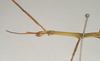 CollectionObject 1558547; 60a19b5b-98ed-4581-b16b-326a9354a656: copyright Natural History Museum, London. male: head and thorax, lateral view (syntype). (CollectionObject).;CollectionObject 1558548; 3181af4a-1fcb-427b-a9c6-e70ddf2ce114: copyright Natural History Museum, London. male: head and thorax, lateral view (syntype). (CollectionObject).