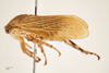Habitus, lateral view: !! display not done !! on Aetalion minutum (Fabricius, 1794) now Aetalion reticulatum (Linnaeus, 1758): (Observation).
