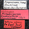 Other on Paralimnus (Paralimnus) zachvatkini Emeljanov, 1964 now Paralimnus (Paralimnus) lugens (Horváth, 1897): Holotype. (Observation).