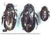 Panesthia angustipennis yayeyamensis Asahina, 1988: (Otu).