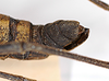 CollectionObject 1557255; f60714aa-cfa4-4b2b-bbe3-67345f8d0c7d: Copyright MNCN, Madrid. female: end of abdomen, lateral view (holotype). (CollectionObject).