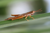 FieldOccurrence 350; 5fba56f4-2af7-4c3f-9ed1-e2c002accbf5; Tanzania
eastern slopes Mount Kilimanjaro, 2006/12/26: male, lateral view. (FieldOccurrence).