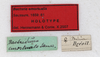 CollectionObject 1559001; 11854f69-fd51-4979-b3b0-4565cb6cf245: copyright MHNG Geneva. female, data labels (holotype). (CollectionObject).
