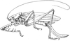 Brachyphisis viettei Chopard, 1957: female. (Otu).