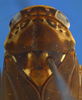 Head on Polana (Culumana) torqua (DeLong & Freytag, 1972): Male specimen [DZRJ]: head, pronotum and mesonotum, dorsal view. (Observation).