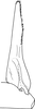 Subgenital plate, ventral view on Drabescus sirunkensis Evans, 1972: Subgenital plate, dorsal view (holotype). (Observation).