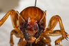 CollectionObject 1532484; d5bf0df3-3594-4eaf-923b-15ef81833a40: female, anterior view (holotype). (CollectionObject).