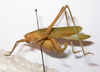 Ducetia borealis Gorochov & Kang, 2002: female, lateral view (paratype). (Otu).