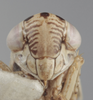Head on Athysanella (Athysanella) pastora Blocker, 1988: Head. Paratype. (Observation).