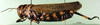 CollectionObject 1502300; 43592820-cf65-491a-87d4-f8a426432a00: female, lateral view (syntype). (CollectionObject).