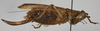 female, lateral view (holotype). Depicts CollectionObject 1539573; 78cd6824-733c-471b-8df1-749e77b3179e, a CollectionObject.