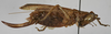CollectionObject 1539573; 78cd6824-733c-471b-8df1-749e77b3179e: female, lateral view (holotype). (CollectionObject).