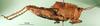 CollectionObject 1502113; 0315d781-5277-436b-a54e-0a05e17331d3: nymph, lateral view (paratype). (CollectionObject).